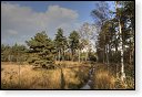 Oisterwijkse Bossen en Vennen Kampina natuurgebied natuur oisterwijk Nationaal park Landschap Het Groene Woud hei heide bossen natuurmonumenten brabant baronie boswachterij dorst